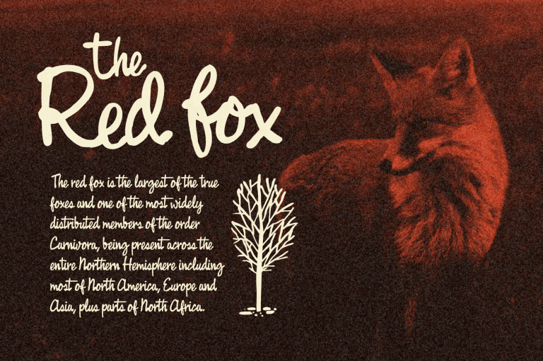 Fast Rewind: A Vintage Hand-written Script Font